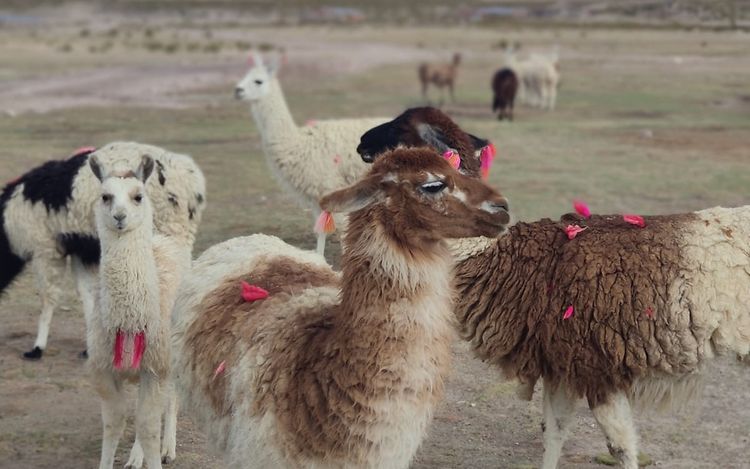 JIG Alexander Report 2