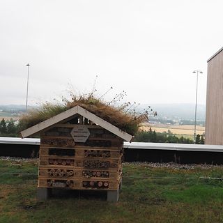 Miljø- og insektsvennlig sedumtak hos Asko Oslofjord