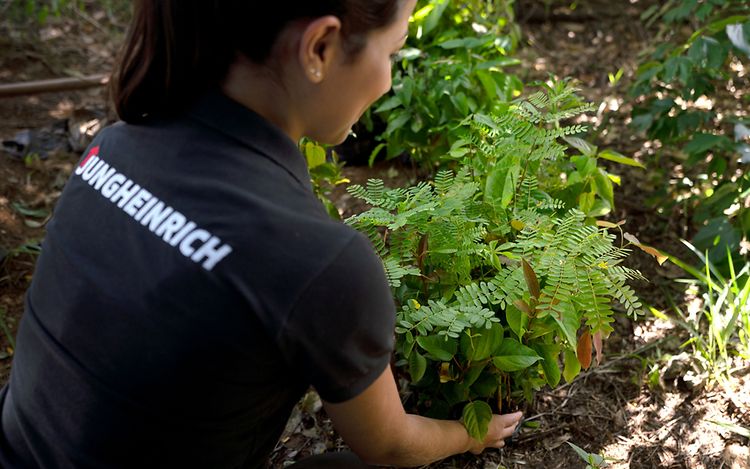 Picture Baumaktion Brasilien