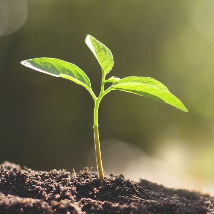 o meio ambiente ganha em dobro
