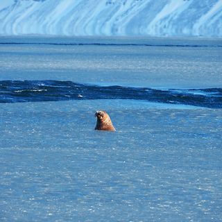 Referanse Coop Svalbard 10