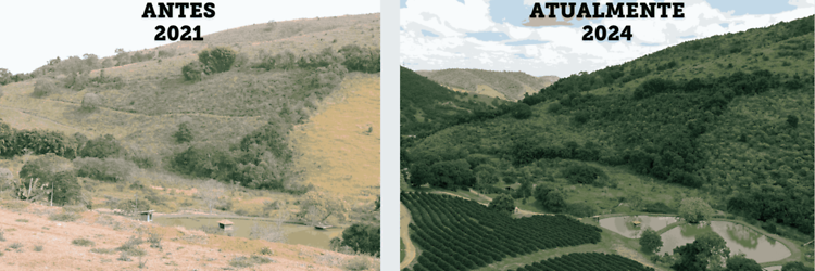 copaiba antes e depois