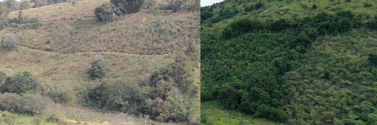 Photos of an area of the Atlantic Rainforest: on the left, dry and barren; on the right, green and densely planted.