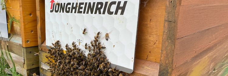 Photo of a swarm of bees on a wooden beehive with a Jungheinrich sign.