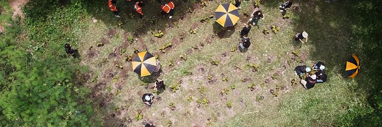 Photo from a bird's eye view showing many people planting trees together on a barren area.