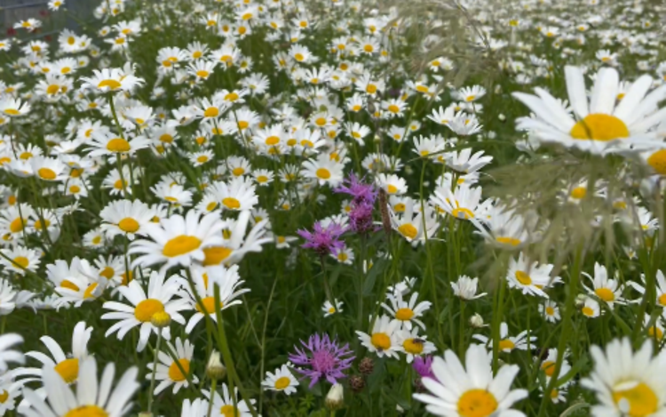 Mowing meadow in Kaltenkirchen