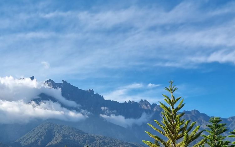 Landscape with trees and mountains