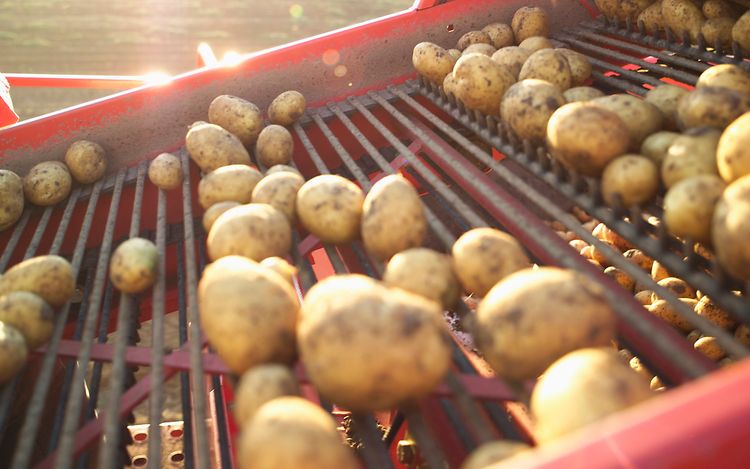 Pěstování brambor s Jungheinrichem