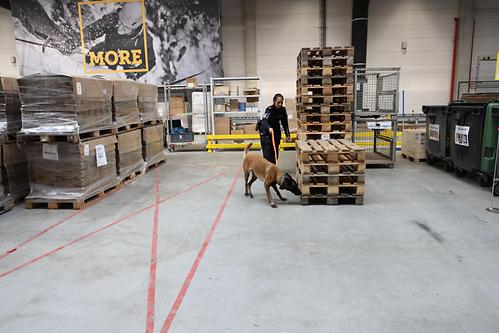 Picture_Polizeihunde 1