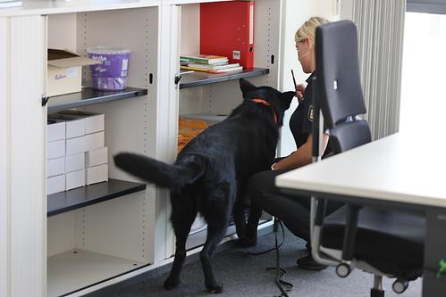 Picture_Police dogs 2