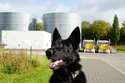 Picture_Police dogs 4