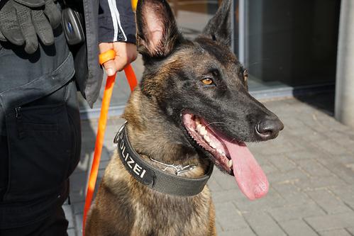 Picture_Police dogs 3